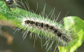 Eichenprozessionsspinner